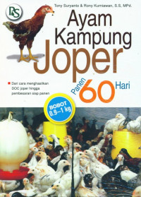 AYAM KAMPUNG JOPER PANEN 60 HARI